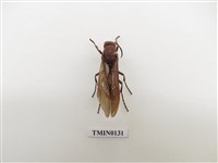 藏品(蜂)的圖片